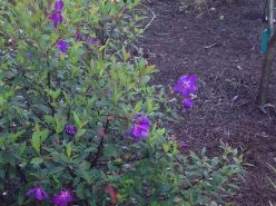 purple flower inspiration